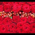 roses of red