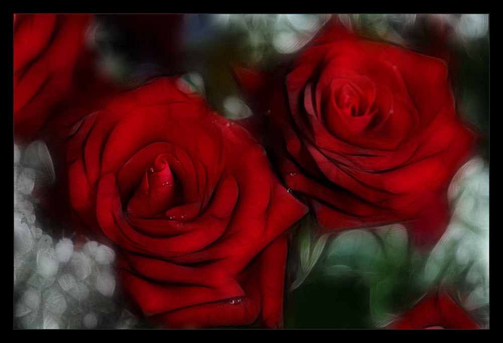 Roses of red