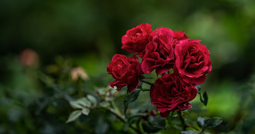 Roses of Red