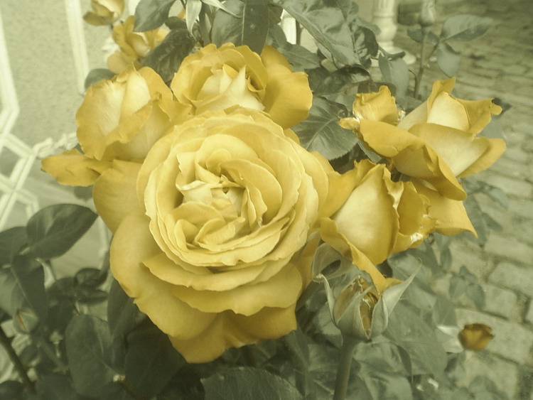 roses of st sophia 1