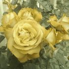 roses of st sophia 1