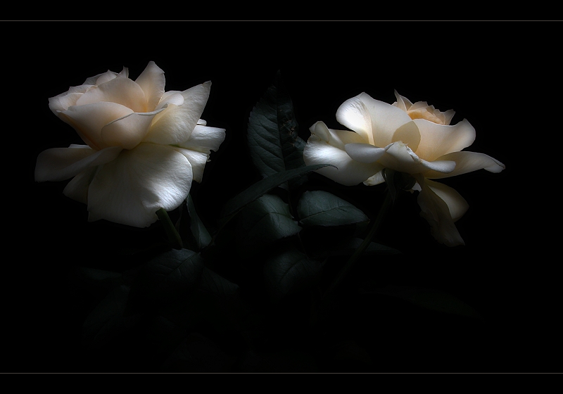 Roses of the night