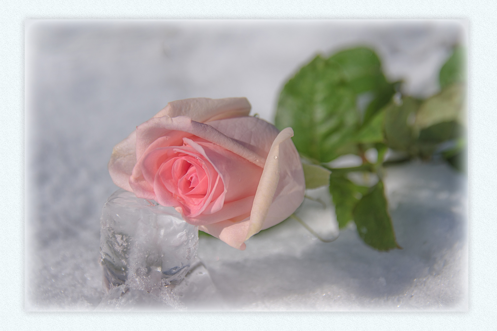 Roses on Ice 2