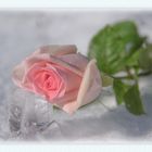 Roses on Ice 2