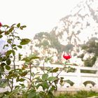 roses on songshan mountain