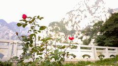 roses on songshan mountain