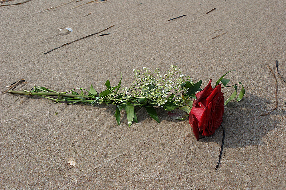 " Roses on the Beach "