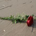 " Roses on the Beach "
