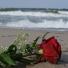 " Roses on the Beach2 "