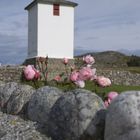 Roses on the church yard