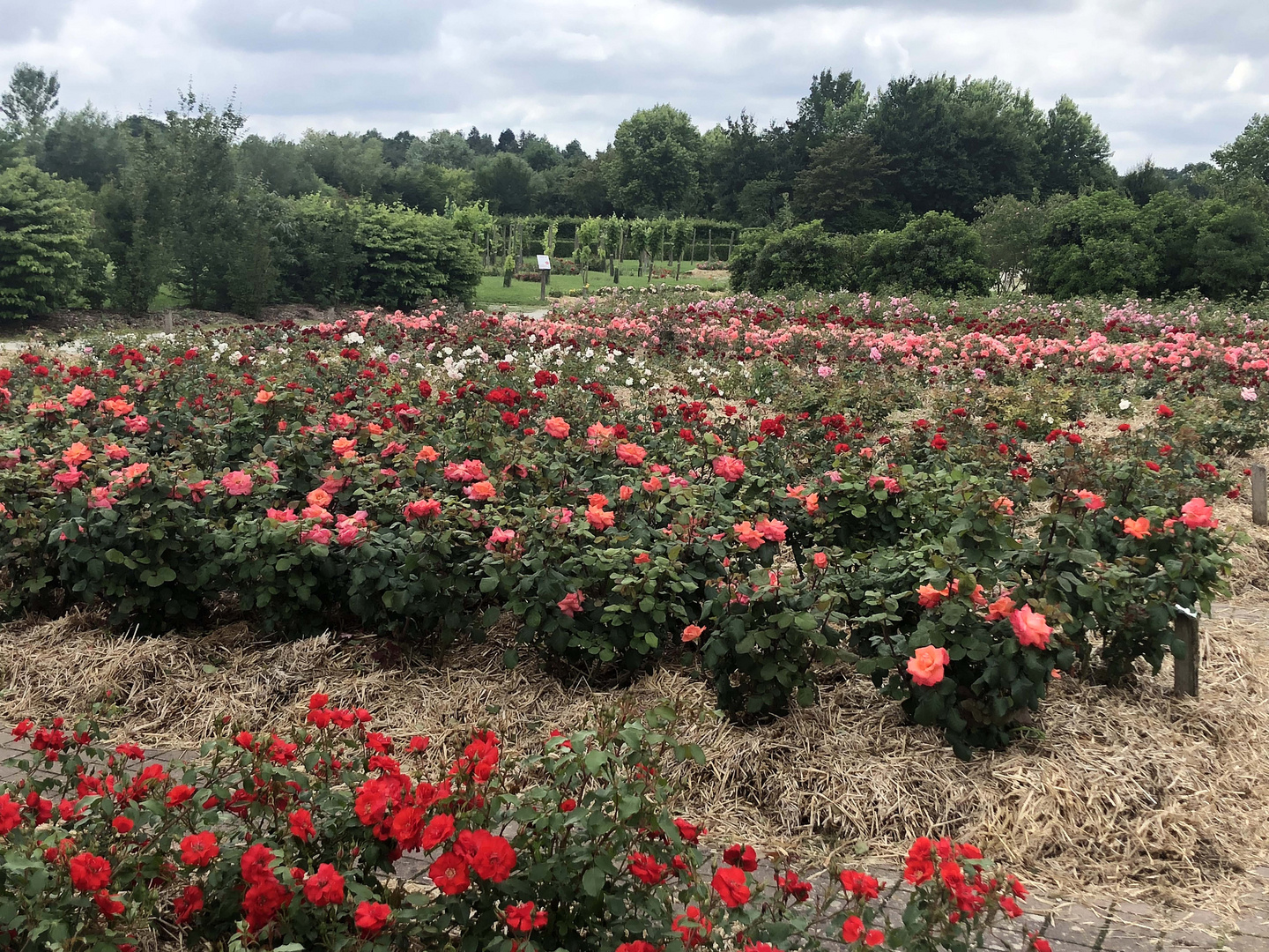 roses , roseraie de blanquefort !