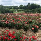 roses , roseraie de blanquefort !