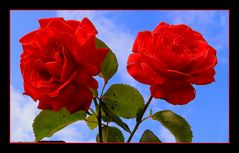 roses rouge