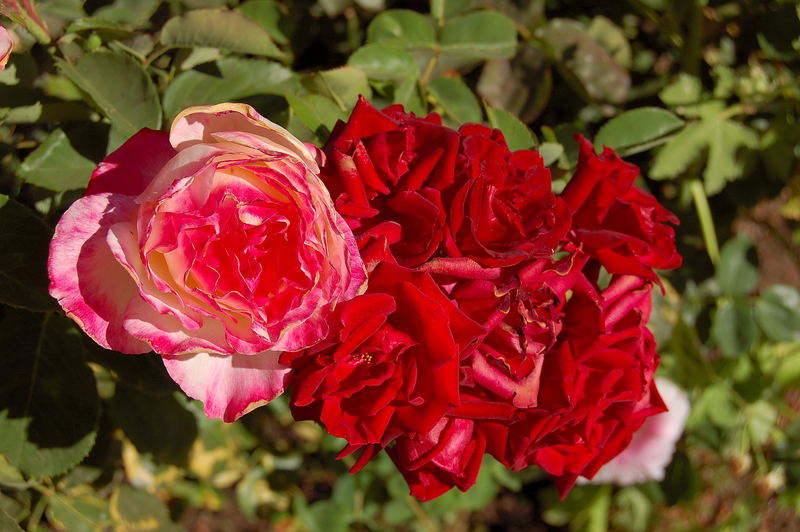 Roses rouges