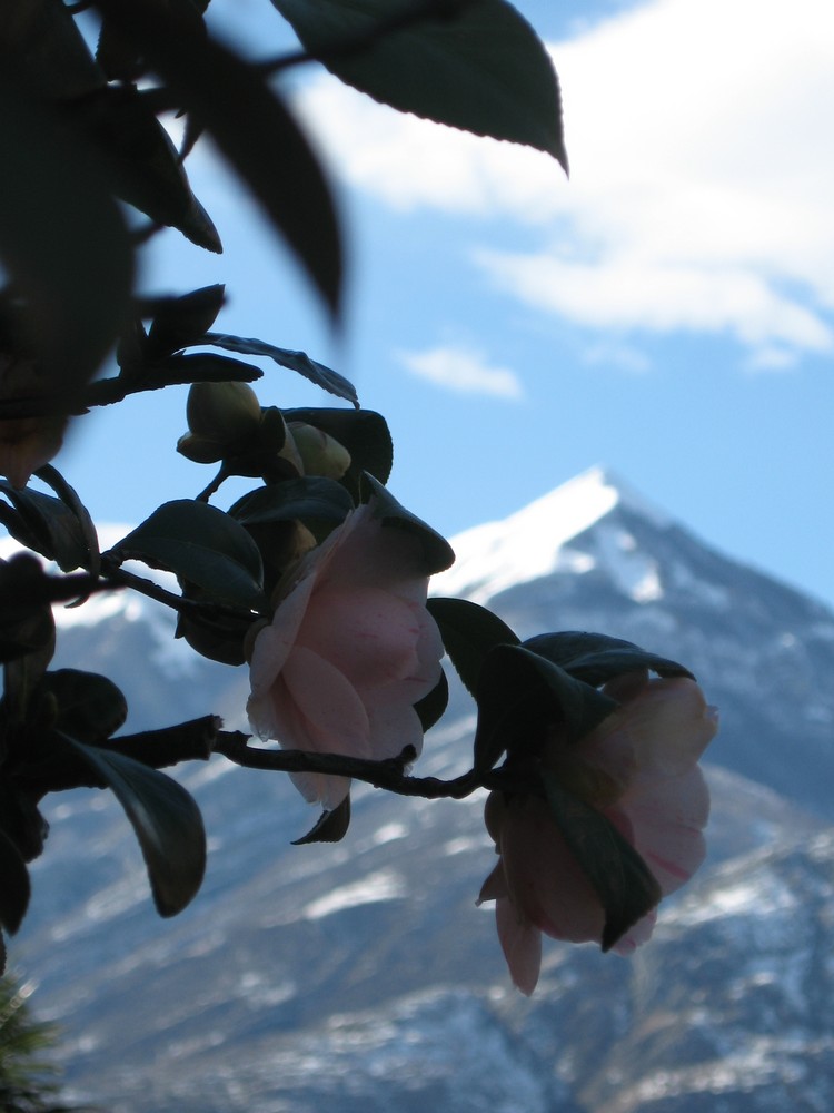 Roses, Snow Roses!