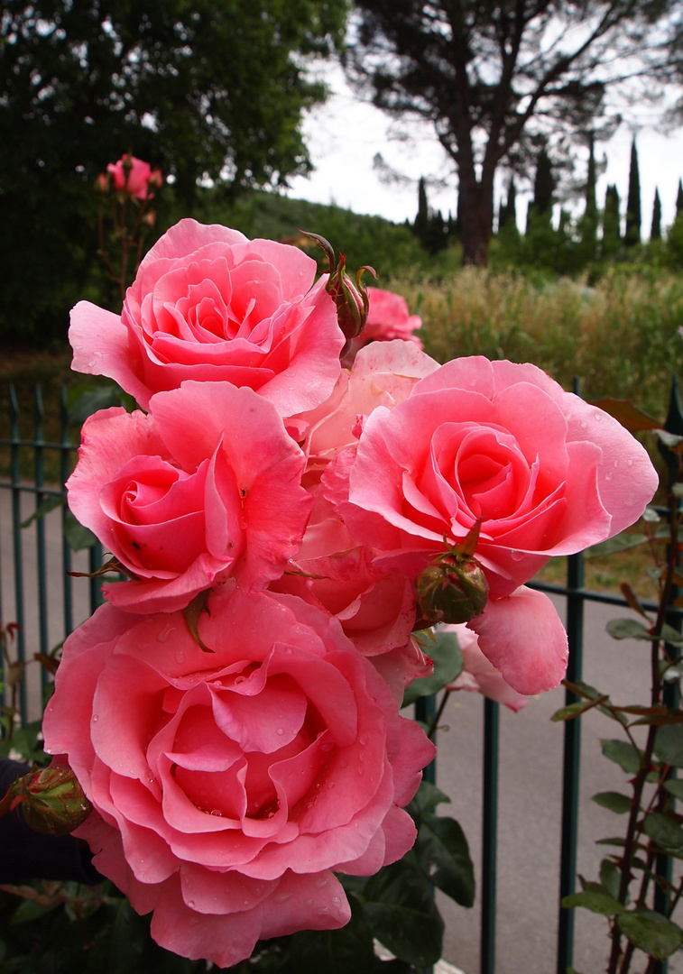 roses sur fond de paysage toscan...