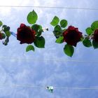 Roses suspendues