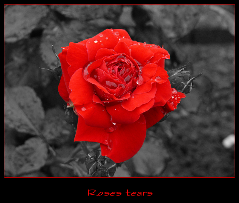 Rose's tears