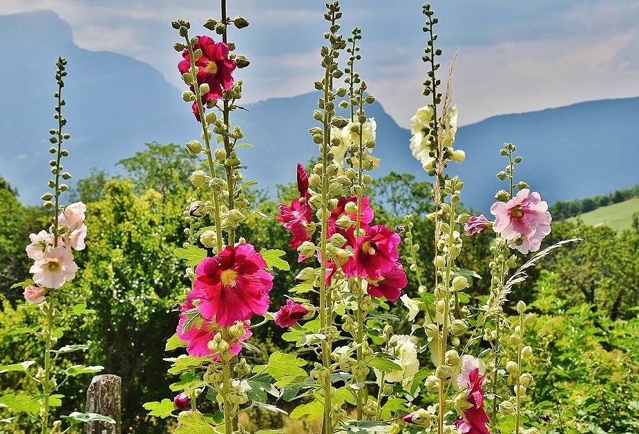 Roses trémières.