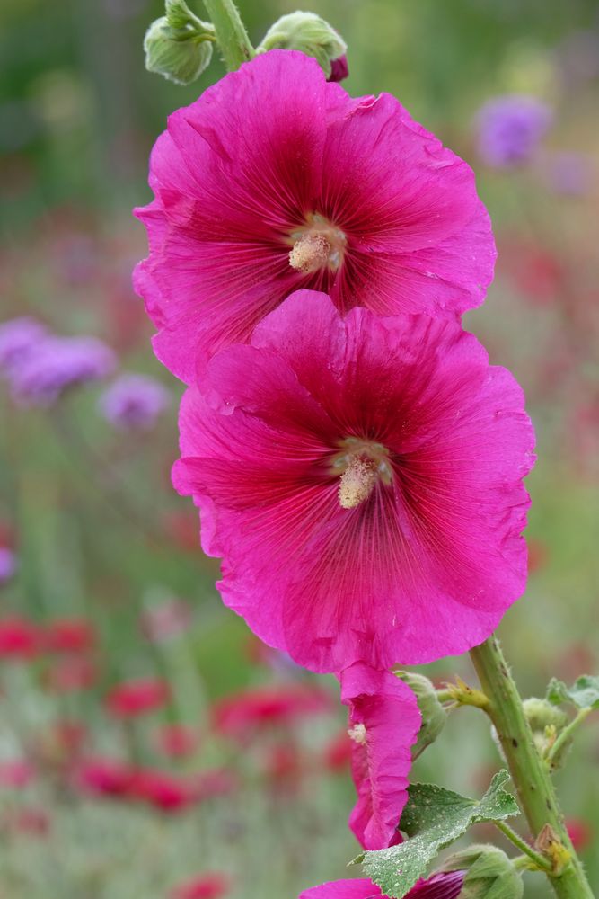 roses trémières