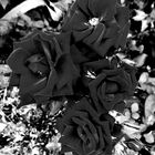 Roses tristesse ......