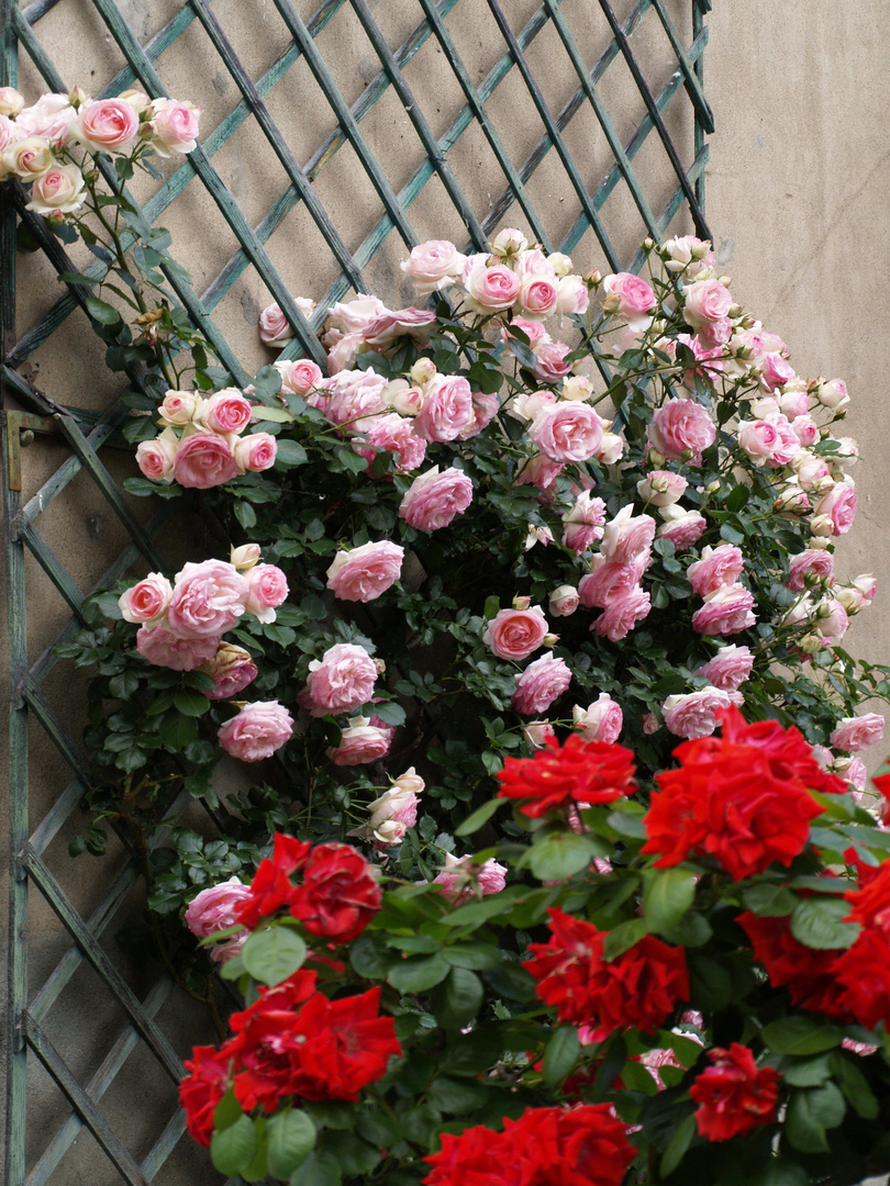 Roses…et rouges… !