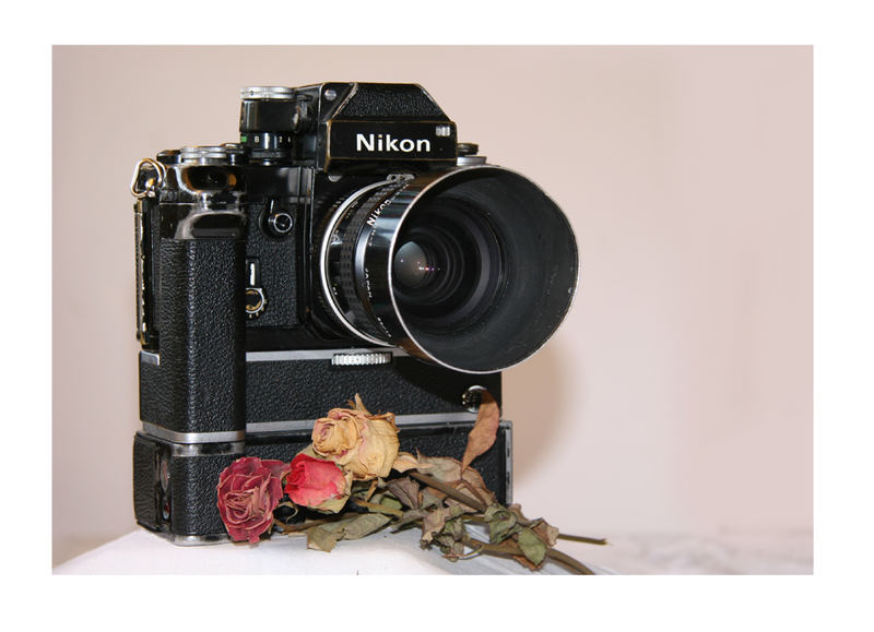 roses_for_my_Nikon_