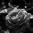 Rose_SW-20140517P5170174