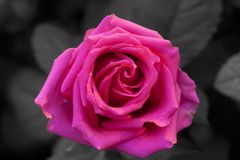 Rose_SW