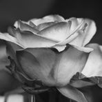 Rose_s:w