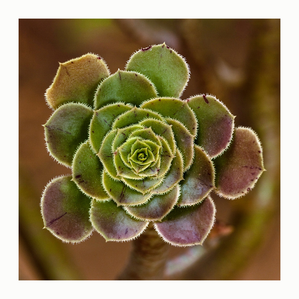 Rosette Foto & Bild pflanzen, pilze & flechten, kakteen & sukkulenten