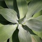 Rosette einer Agave