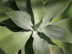 Rosette einer Agave