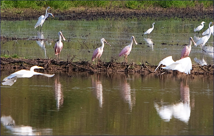 Rosette Spoonbills......