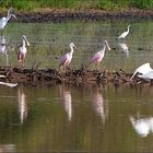 Rosette Spoonbills......