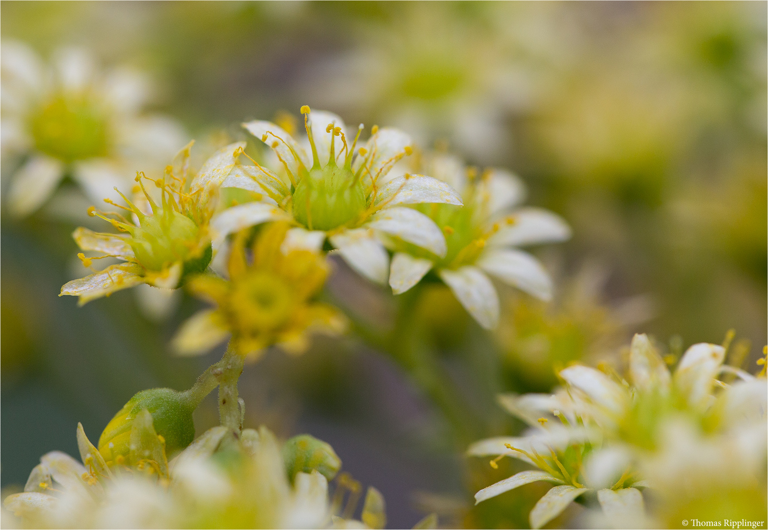 Rosettendickblatt (Aeonium spec.)