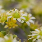 Rosettendickblatt (Aeonium spec.)