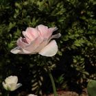 "Rose"(Tulpe)
