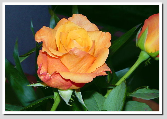 Rose.........was soll ich sonst schreiben ;-)