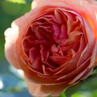 Rose_Wfb