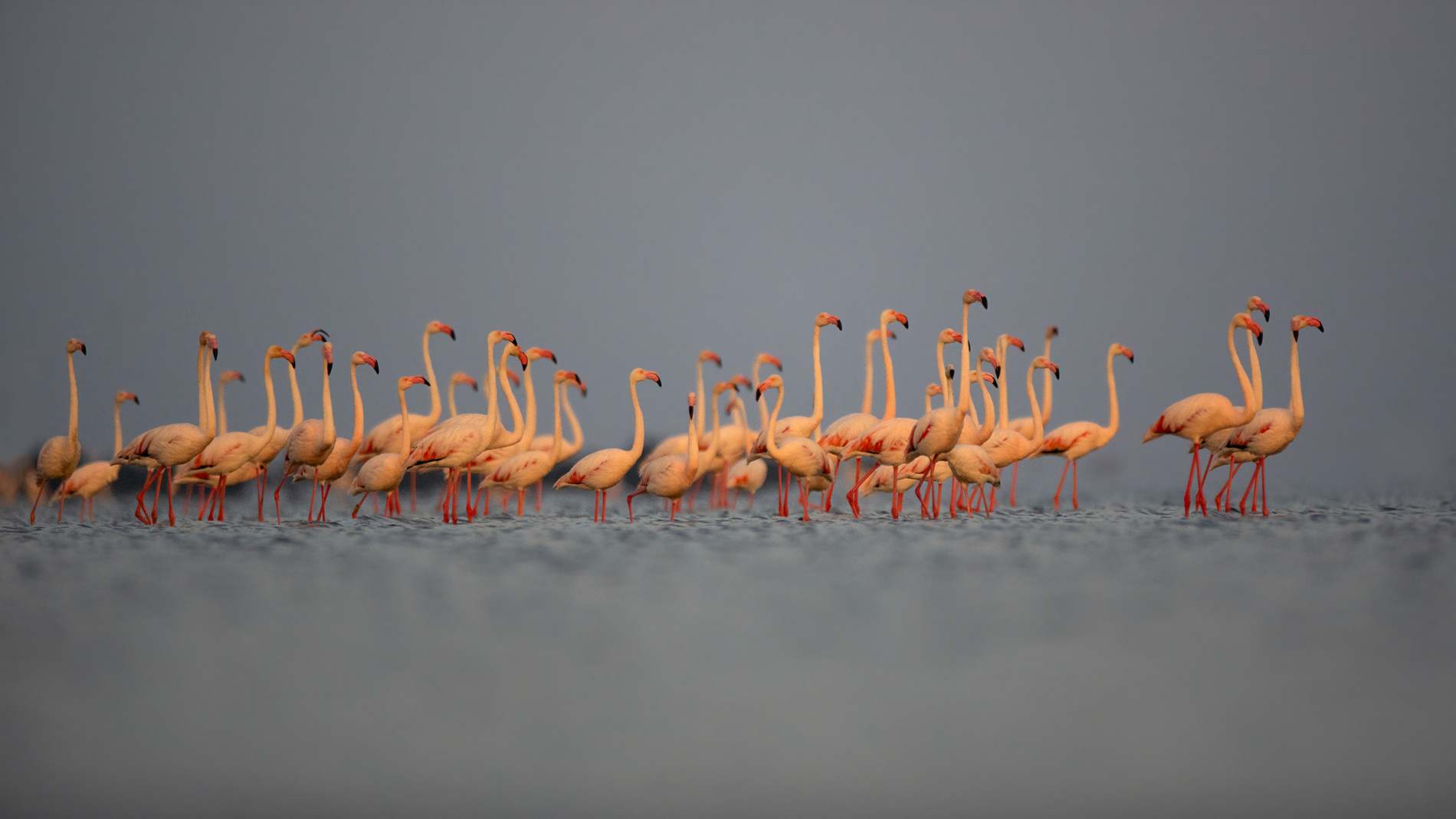 Rosflamingos