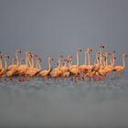 Rosflamingos