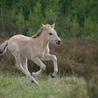 Rosi fetzt durch die Heide :-D