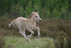 Rosi fetzt durch die Heide :-D