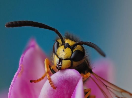 Rosi.. meine Balkonwespe.. 