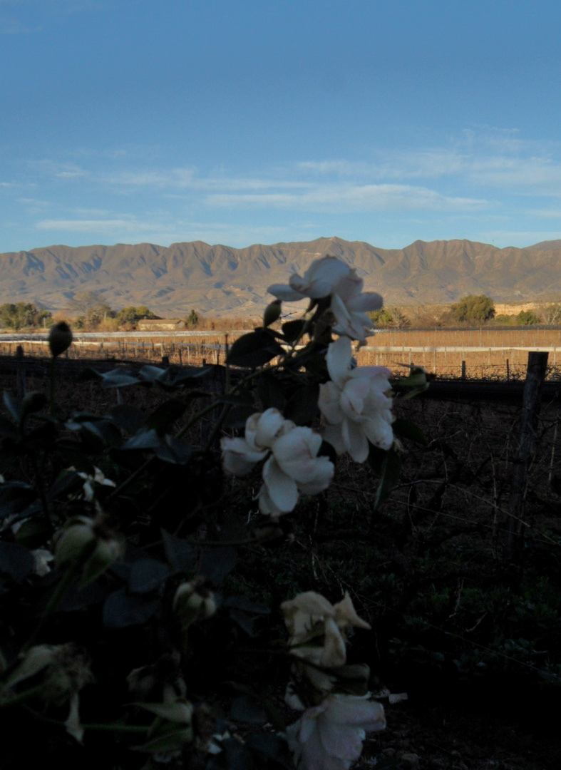 rosi mountains