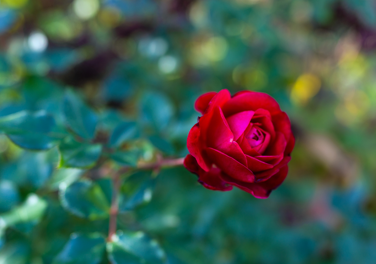 Rosi rot Foto & Bild | pflanzen, pilze & flechten, blüten