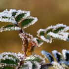 Rosier aux perles de givre