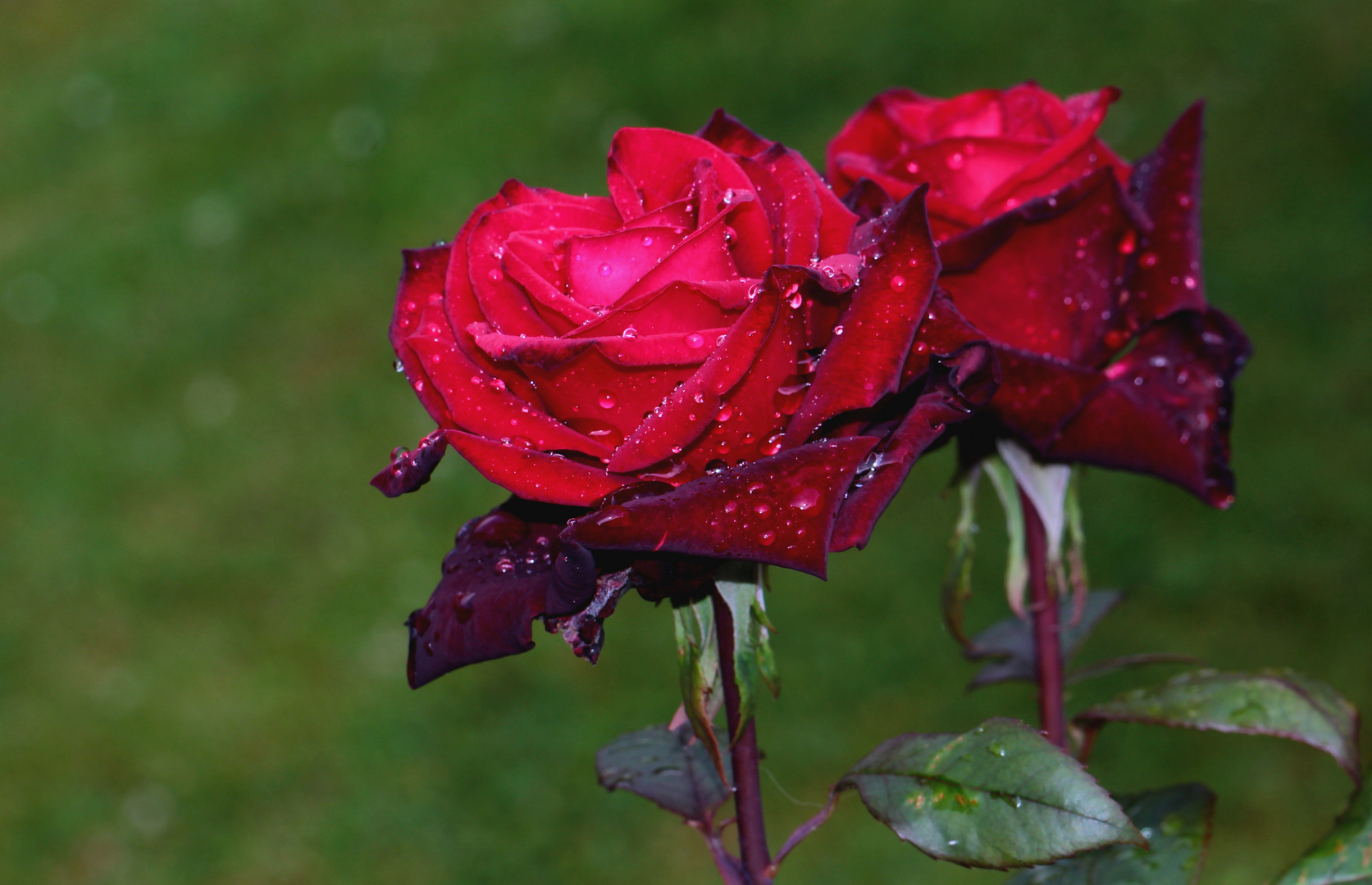 Rosier 'Baccarat' sous la pluie