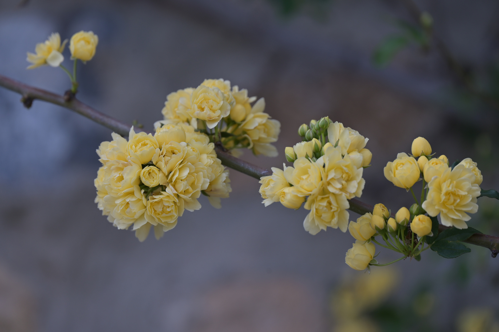 "Rosier de Lady Banks"